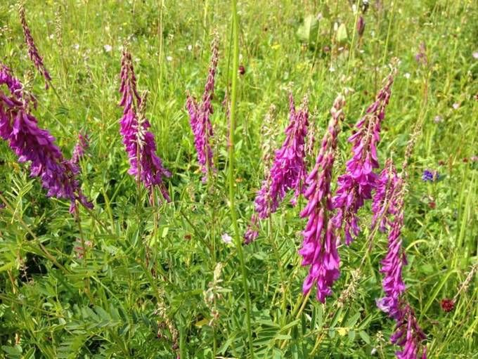 豐寧壩上草原,豐寧京北草原