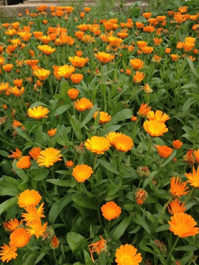 豐寧壩上草原,豐寧京北草原