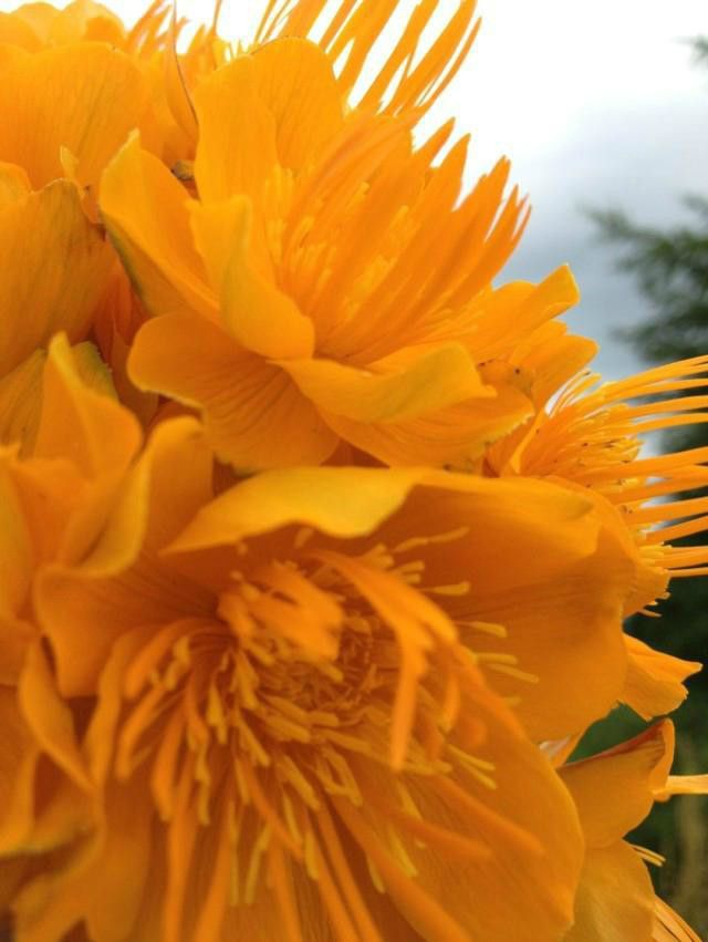 豐寧壩上草原,豐寧京北草原