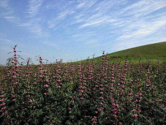 豐寧壩上草原,豐寧京北草原