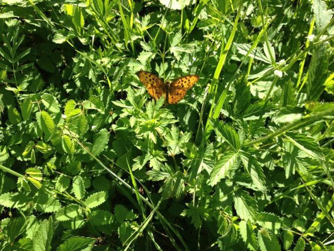 豐寧壩上草原,豐寧京北草原
