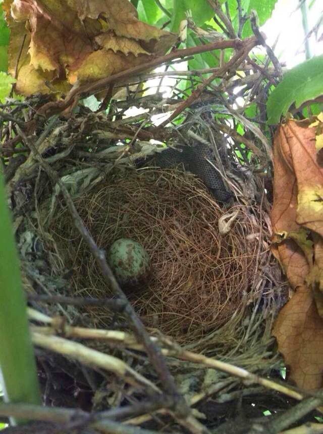 豐寧壩上草原,豐寧京北草原