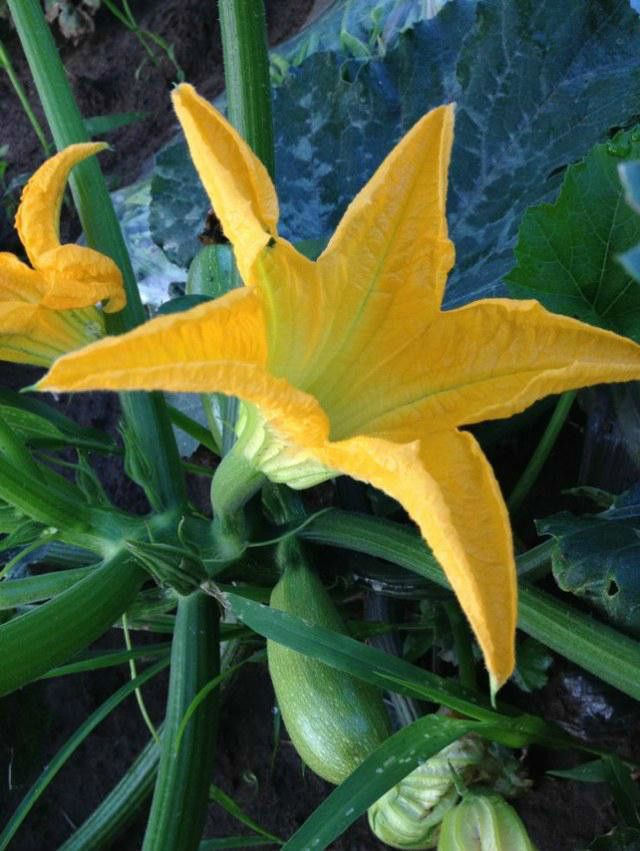 豐寧壩上草原,豐寧京北草原