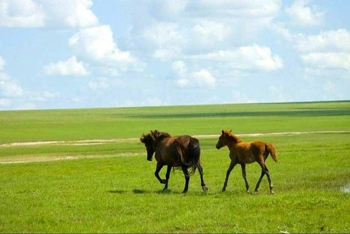豐寧壩上草原,豐寧京北草原