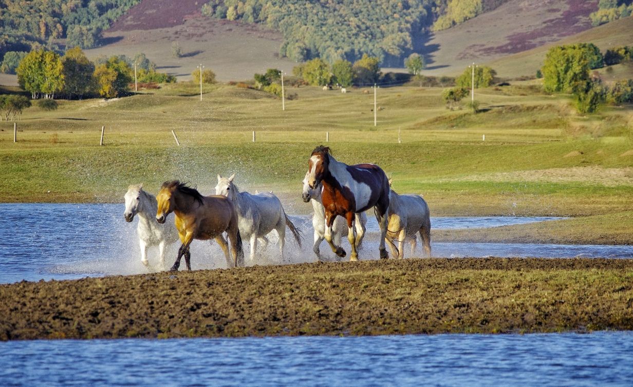 豐寧壩上草原,豐寧京北草原