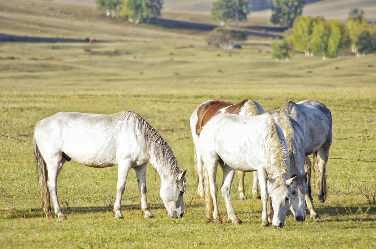 豐寧壩上草原,豐寧京北草原