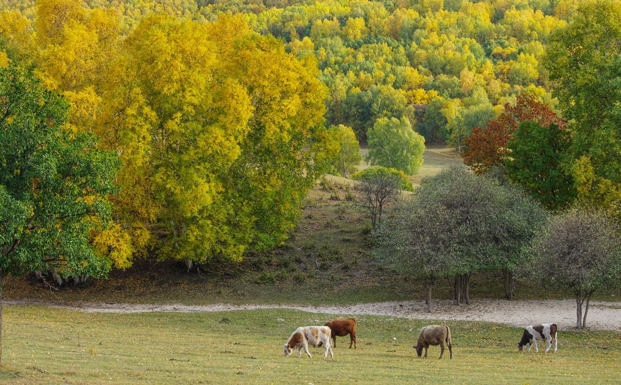 豐寧壩上草原,豐寧京北草原
