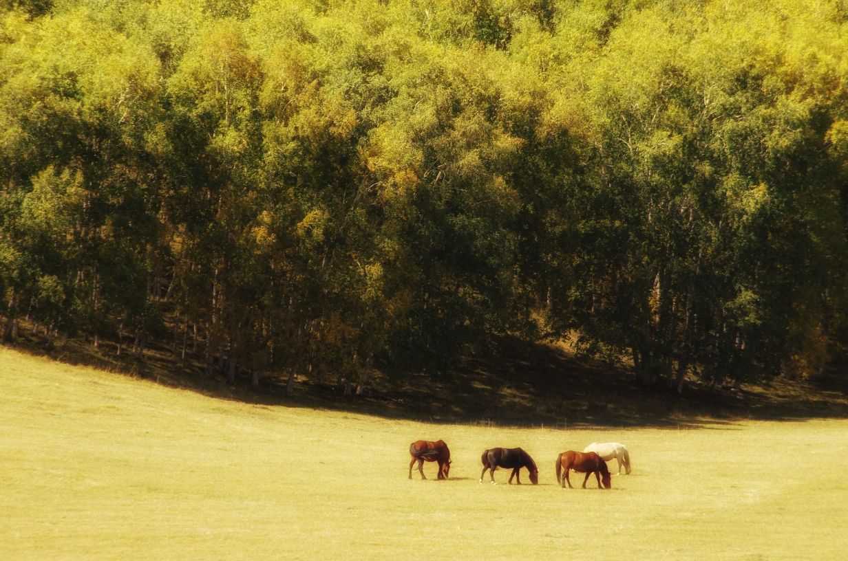 豐寧壩上草原,豐寧京北草原