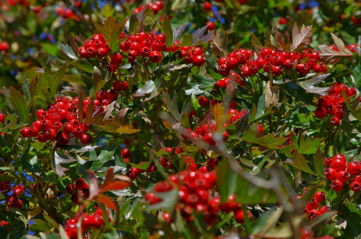 豐寧壩上草原,豐寧京北草原