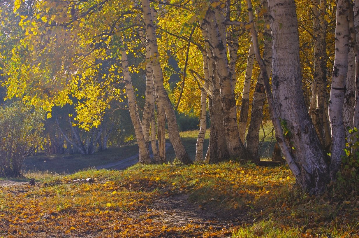 豐寧壩上草原,豐寧京北草原