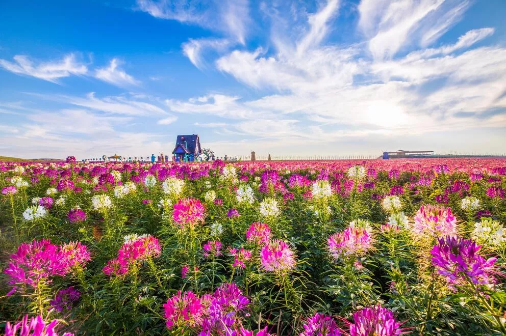 豐寧壩上天馬飛行小鎮(zhèn) 童話草原景區(qū)